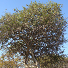 SheppardswTree